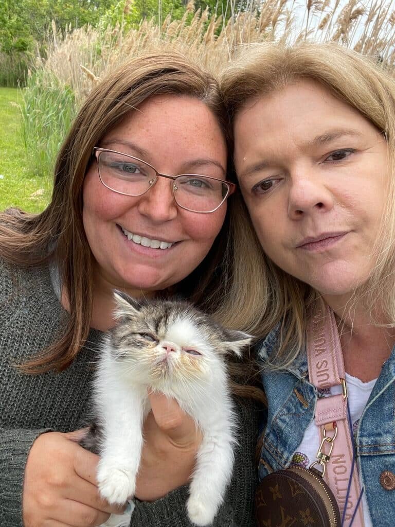 Kitten Delivery New York May 2021