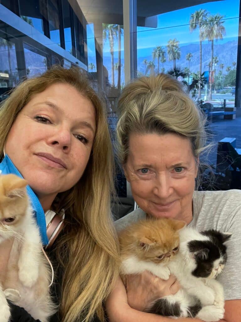 Palm Springs Kitten Delivery 2021