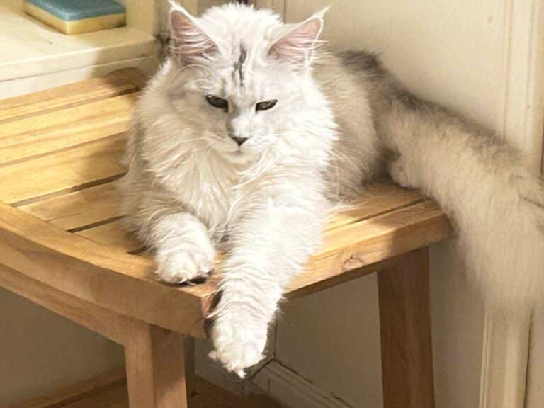 Silver Shaded Maine Coon Female Cat