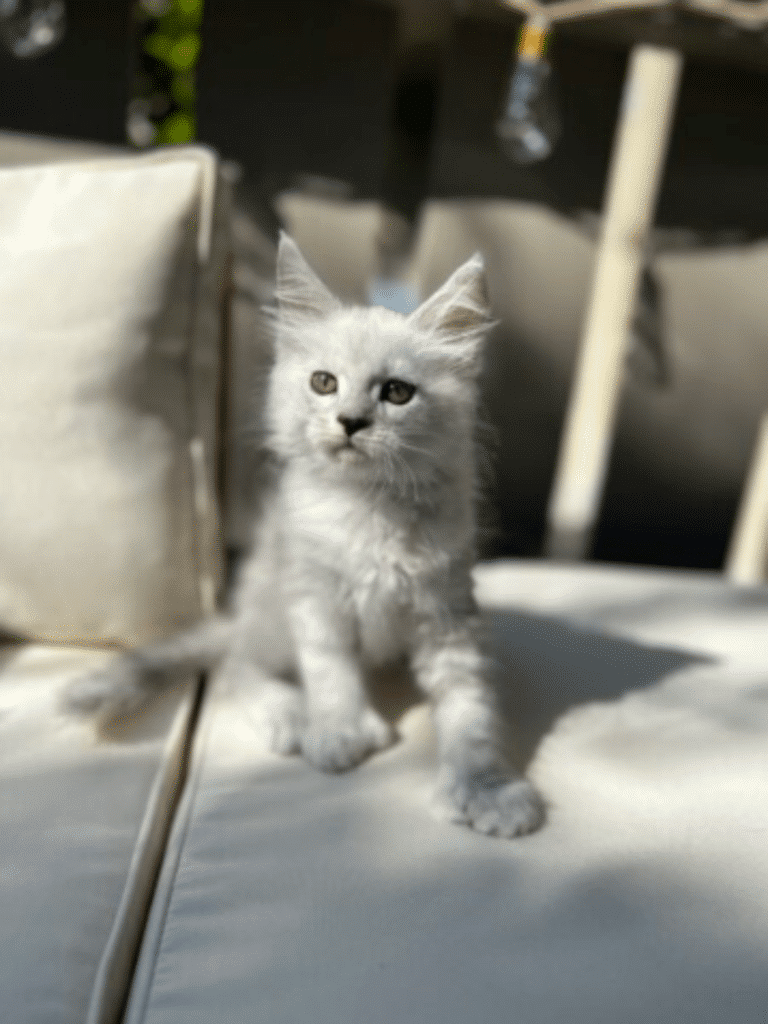 Polydactyl Maine Coon Kittens