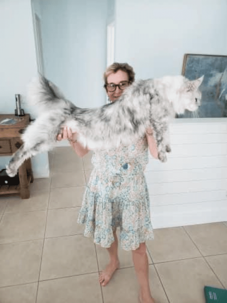 Texas Giant Maine Coon Catstexas Giant Maine Coon Cats
