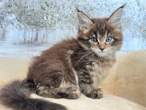 Maine Coon Cats for Sale in Texas Find Your Perfect Kitten