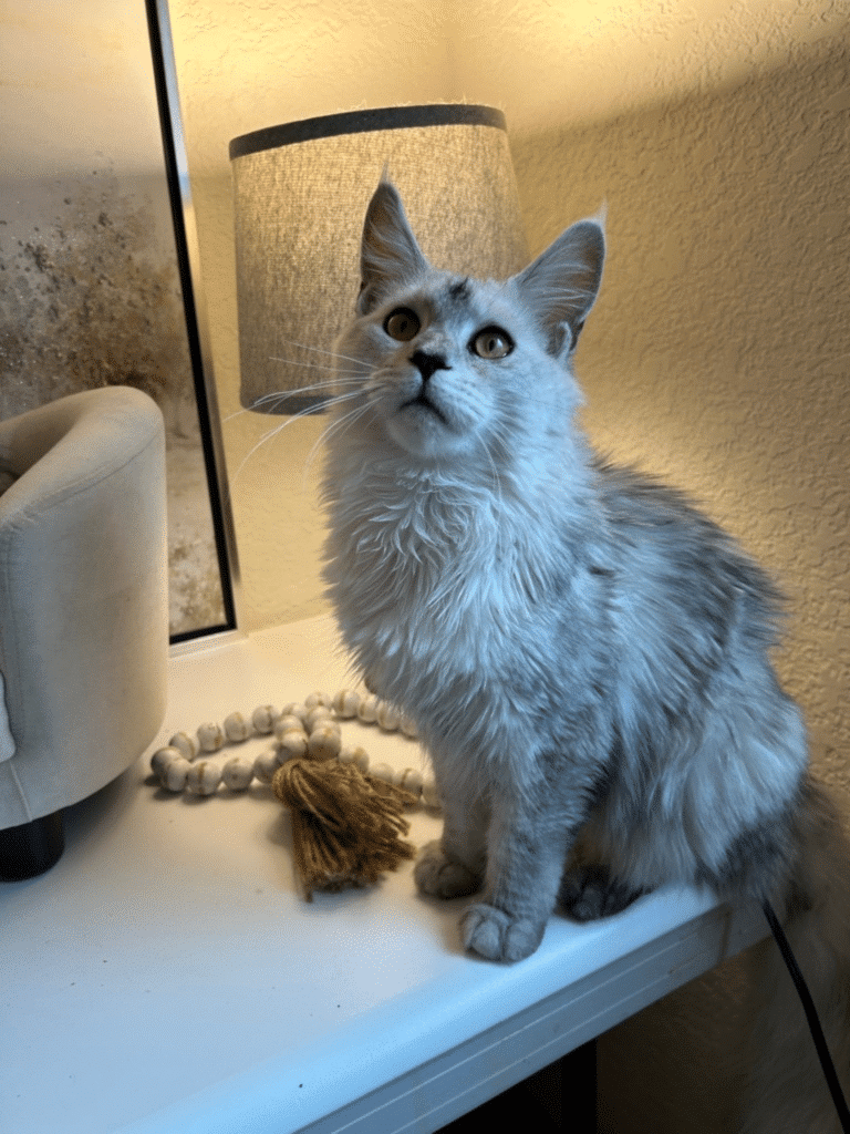 Black Silver Shaded Maine Coon Female