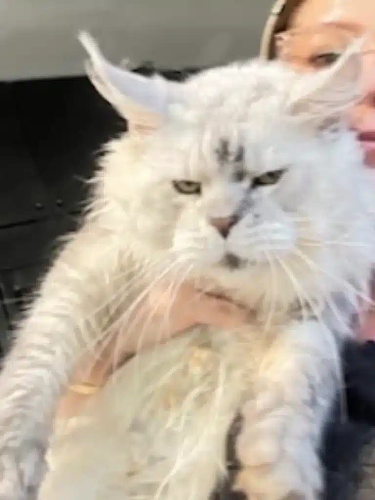 Our Black Silver  Shaded Maine Coon and Maine Coon Cat Breeders in Texas