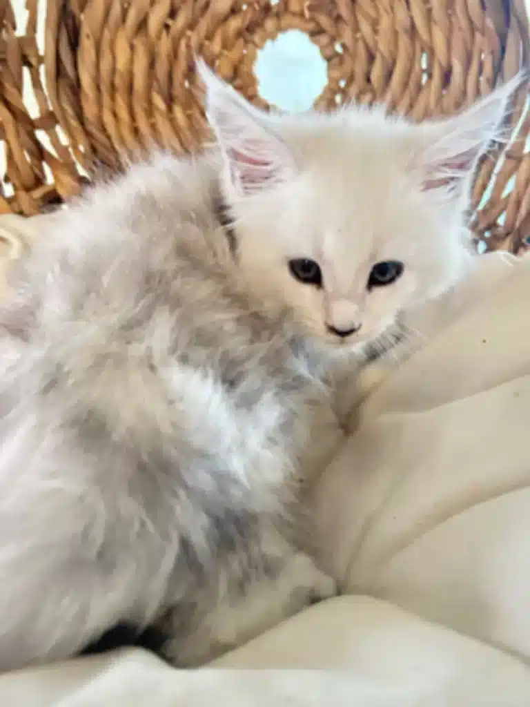 Black Silver Shaded Maine Coon Kittens for Sale