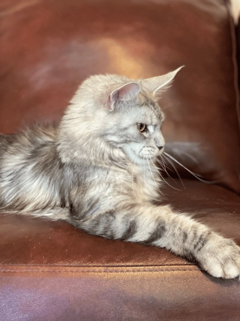 Black Silver Maine Coon Female