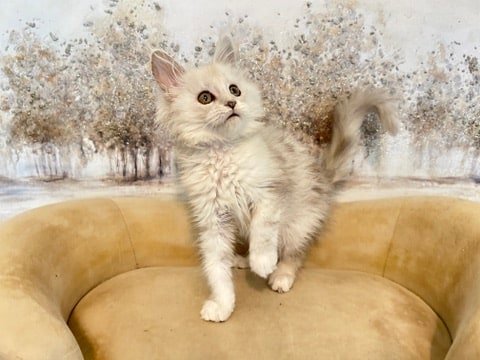 Things to Consider Before You Buy a Maine Coon Kitten