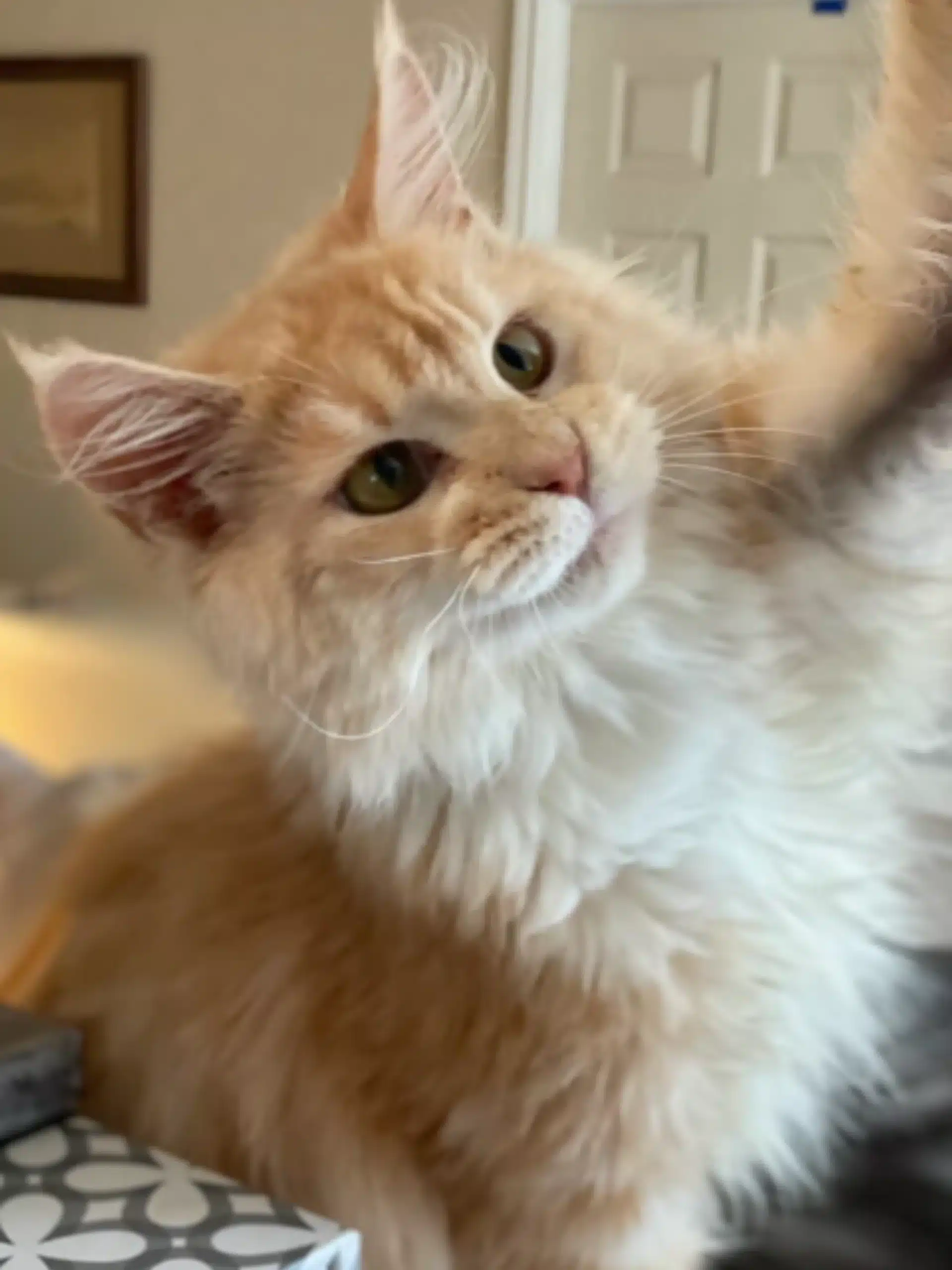 Pinky-cream-silver-tabby-maine-coon-for-sale-in-texas