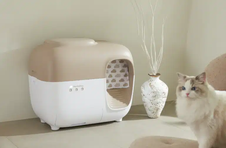 Bellspurr Essential Care Tips for Maine Coon Cats