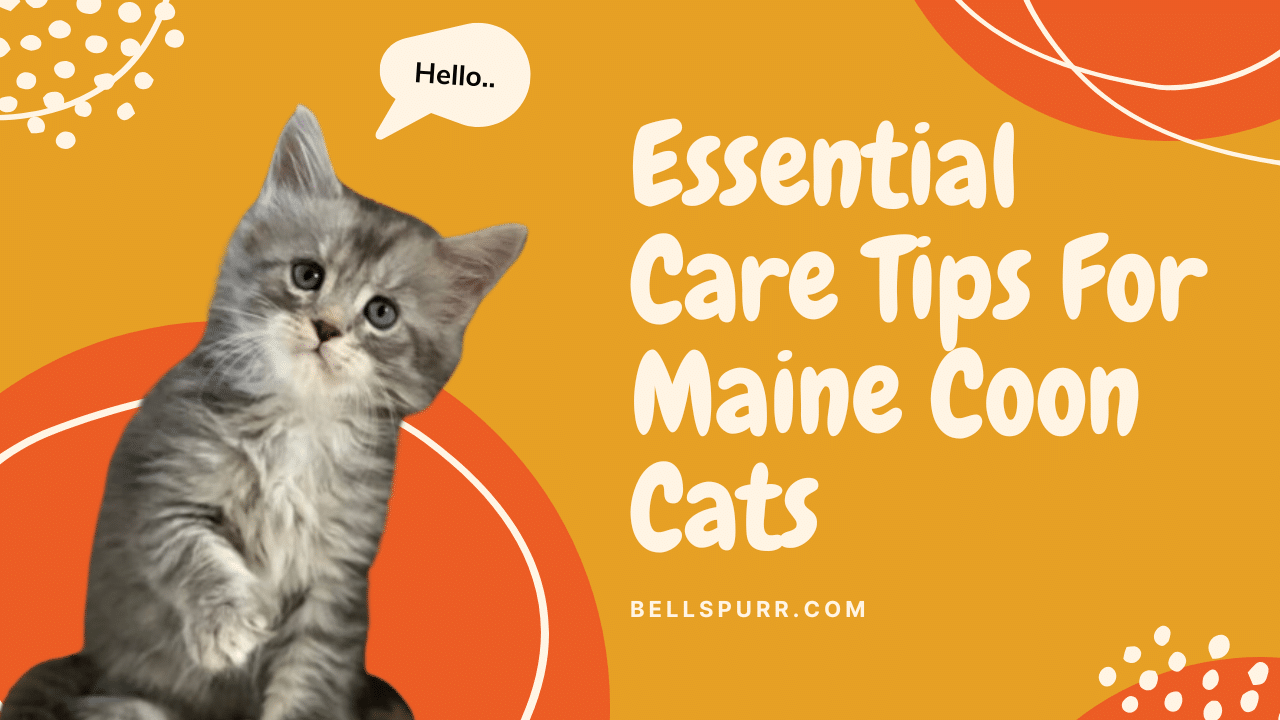 Essential Care Tips for Maine Coon Cats