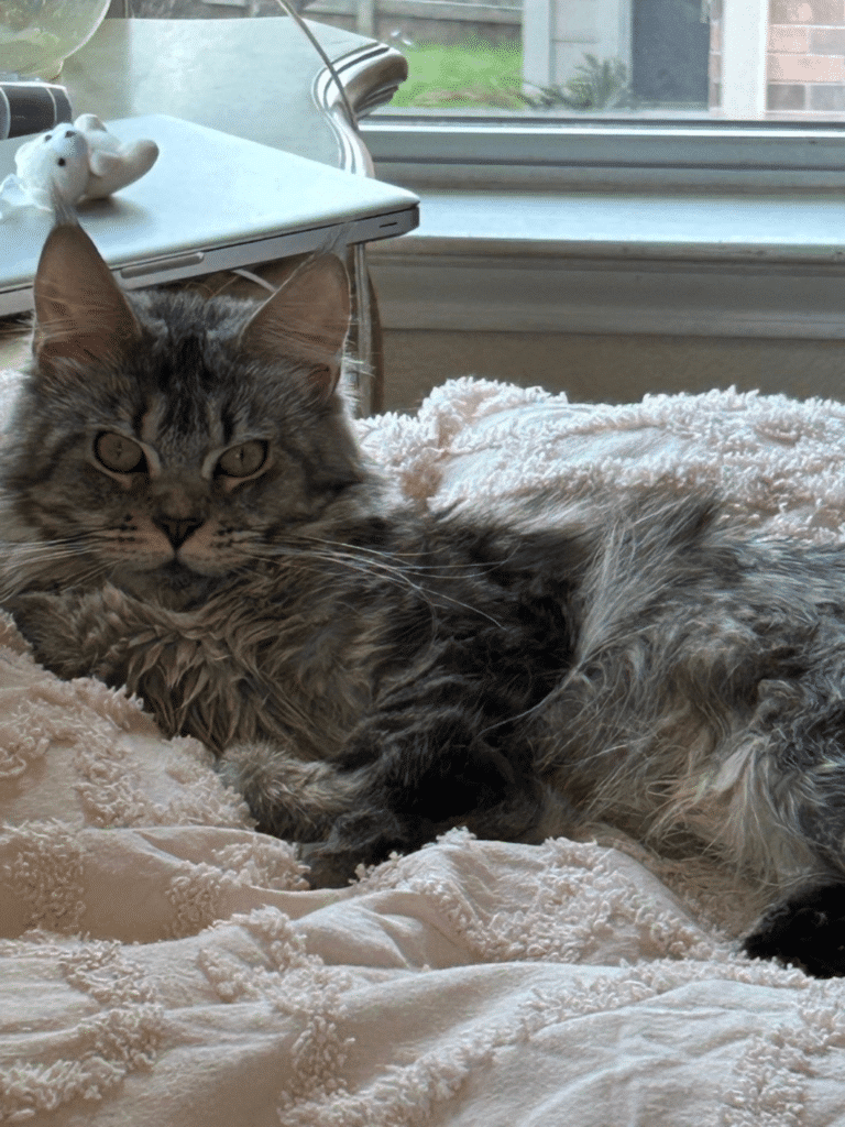 Black Silver Maine Coon Female Lillylove