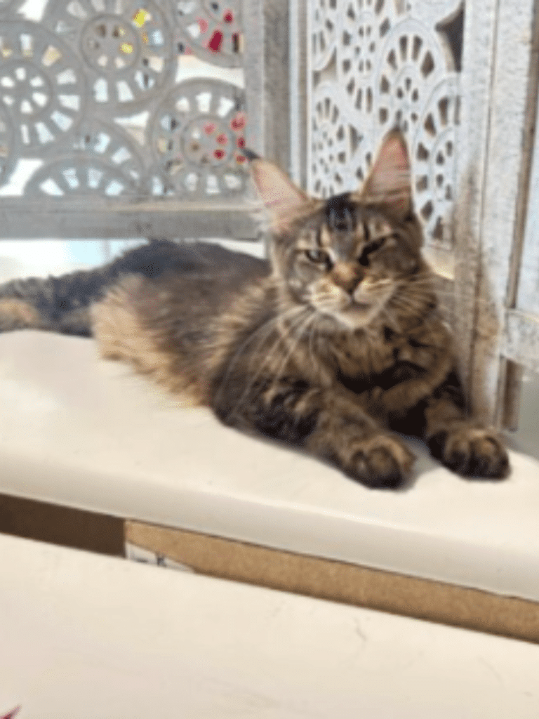 Black Classic Tabby Maine Coon Female
