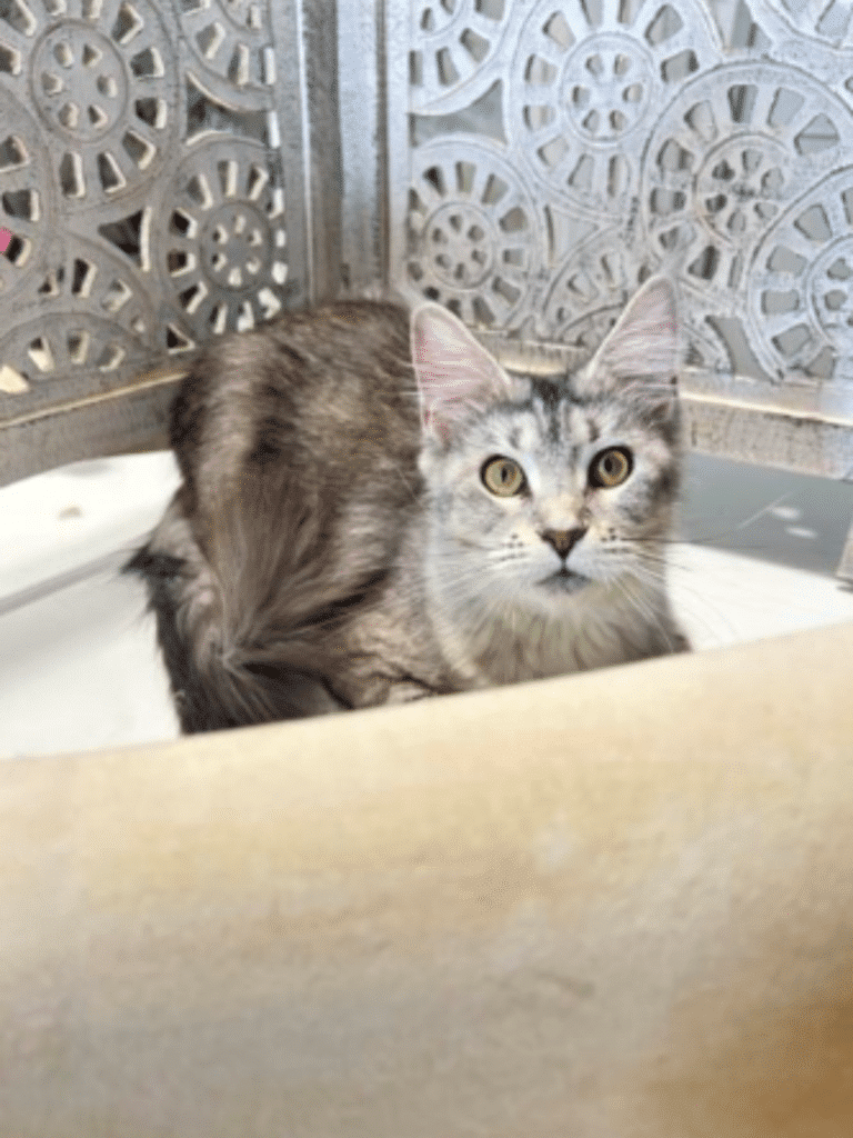 Black Silver Maine Coon Female
