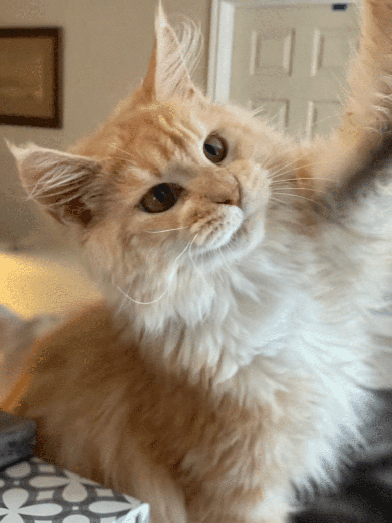 Red Silver and White Maine Coon Female