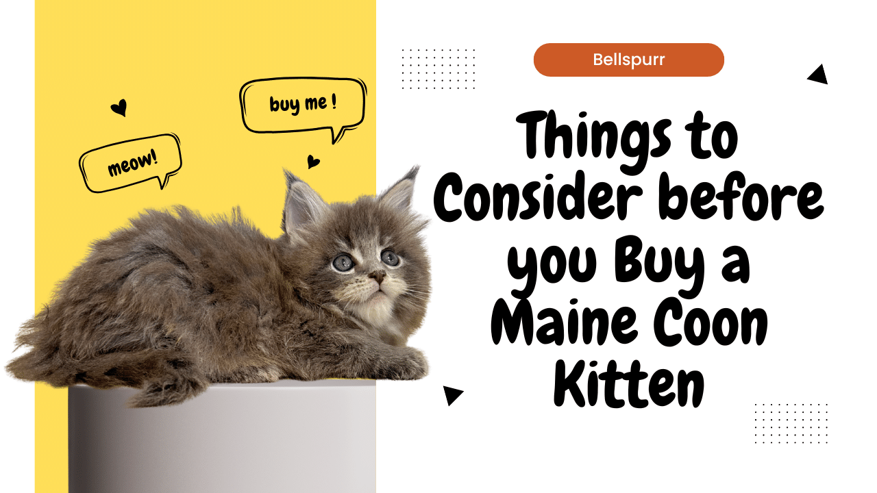 Things to Consider Before You Buy a Maine Coon Kitten