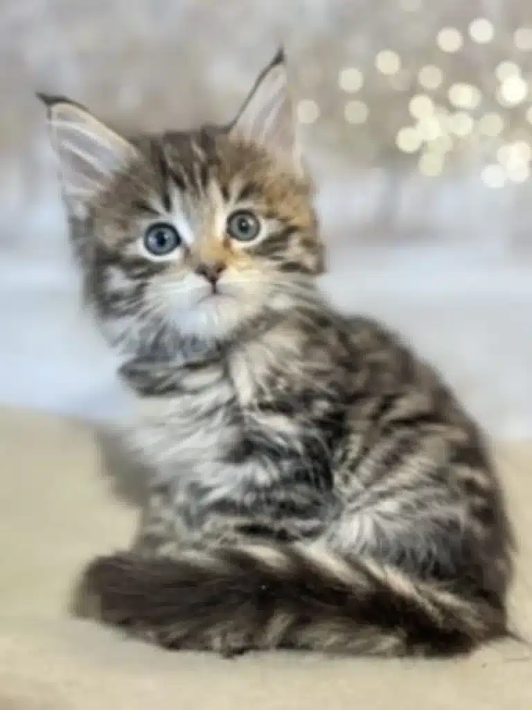 Finding Maine Coon Kittens Near Me