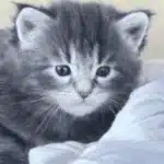 Solid (Black / Blue)