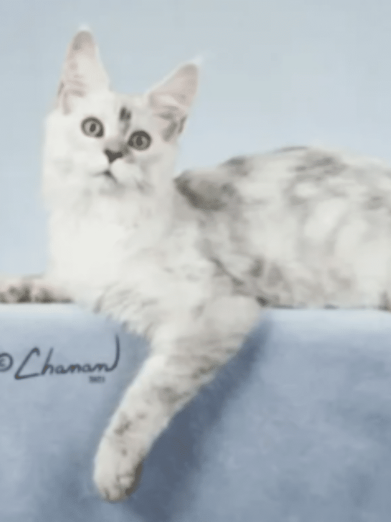 Black Silver Shaded Maine Coon Male