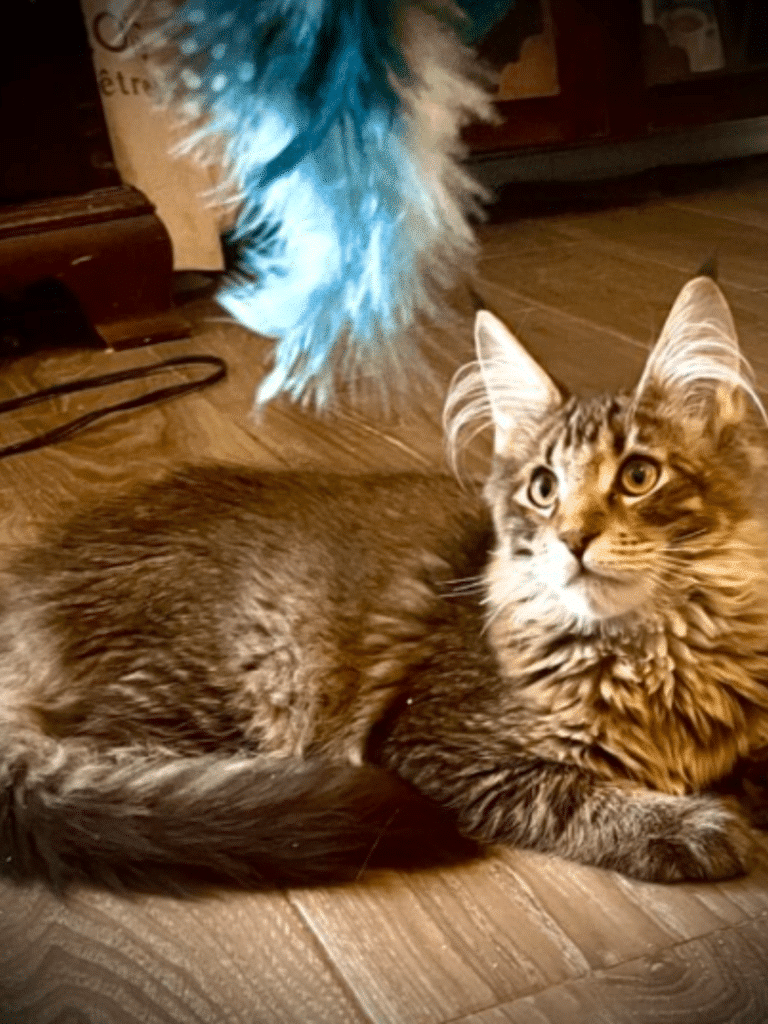 Brown Tabby Maine Coon Male Cat