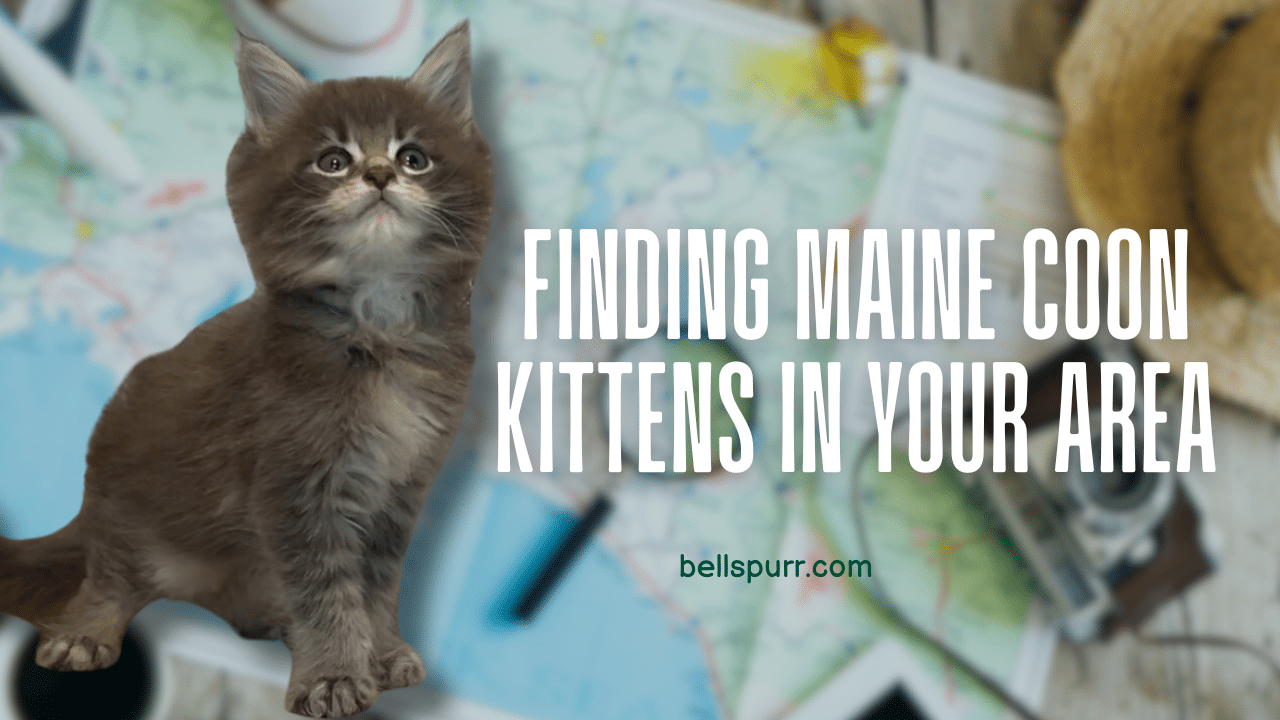 Bellspurr maine coon near me