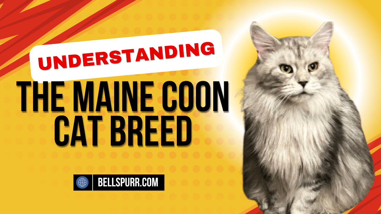 Understanding the Maine Coon Cat Breed bellspurr