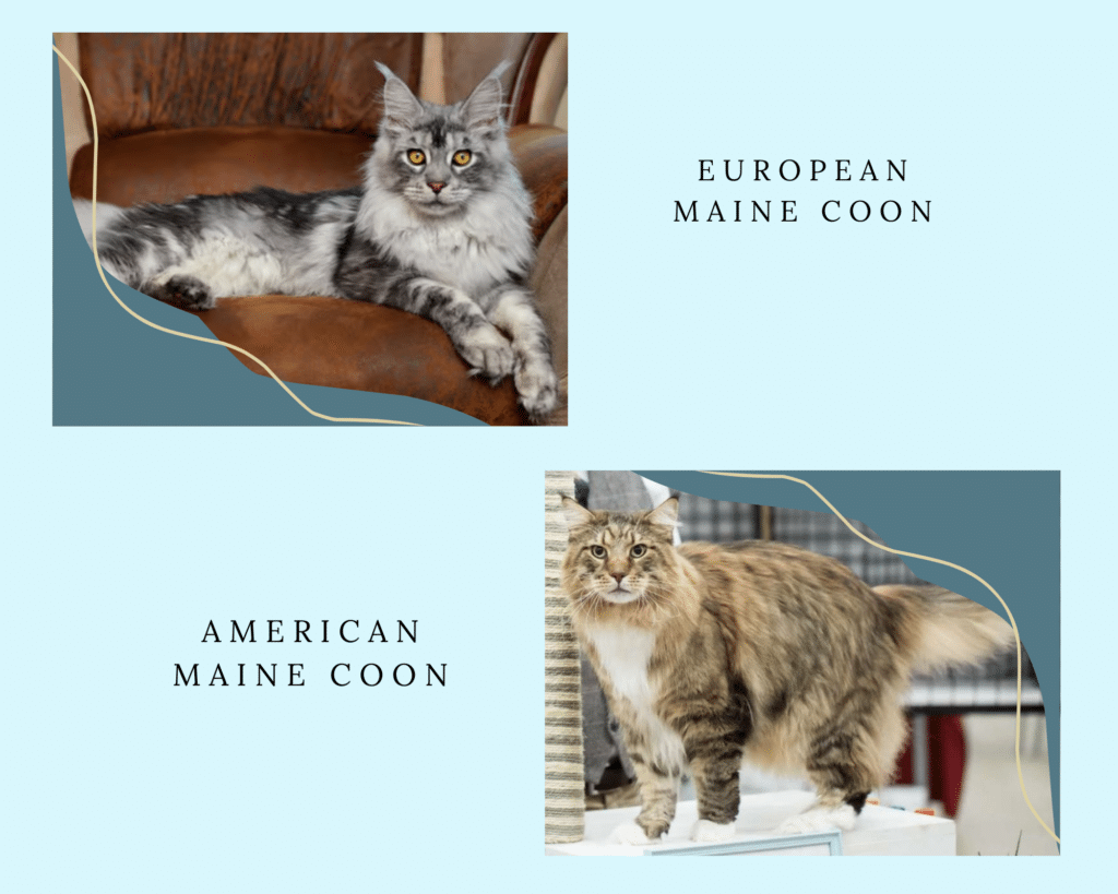 Bellspurr European and American Maine Coons