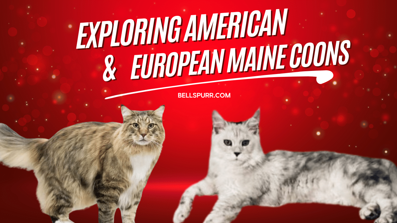American and european maine coon
