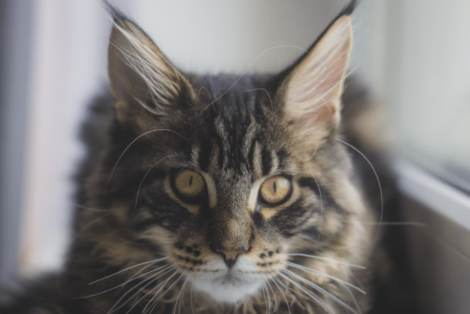 Maine Coon Perfect Family Pet