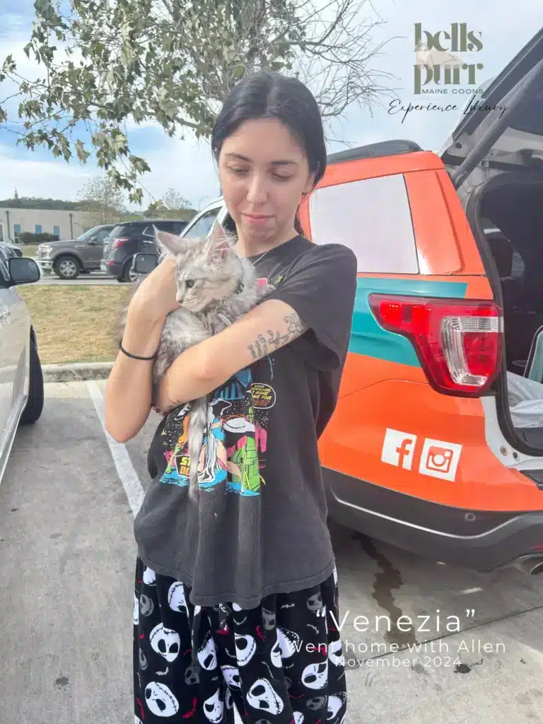 Venezia  Maine Coon Kitten Delivery