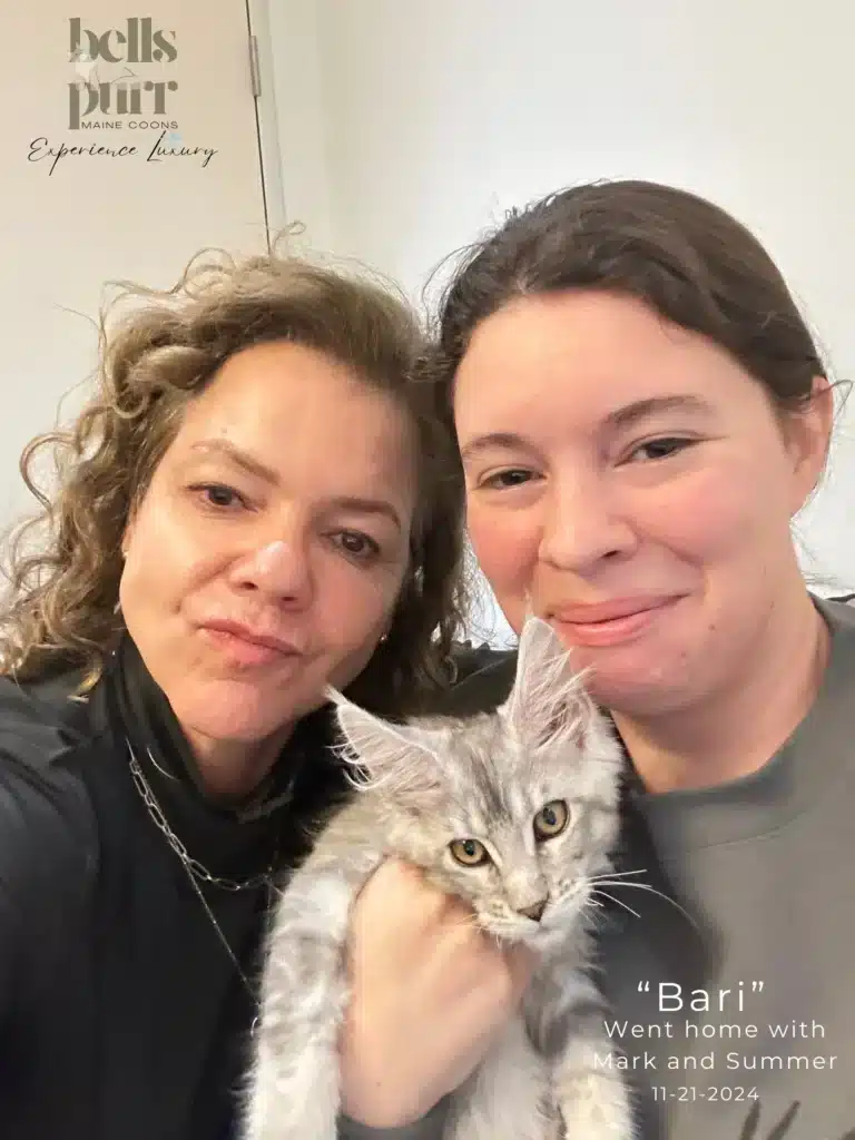 Bari Black Silver Maine Coon Went Home