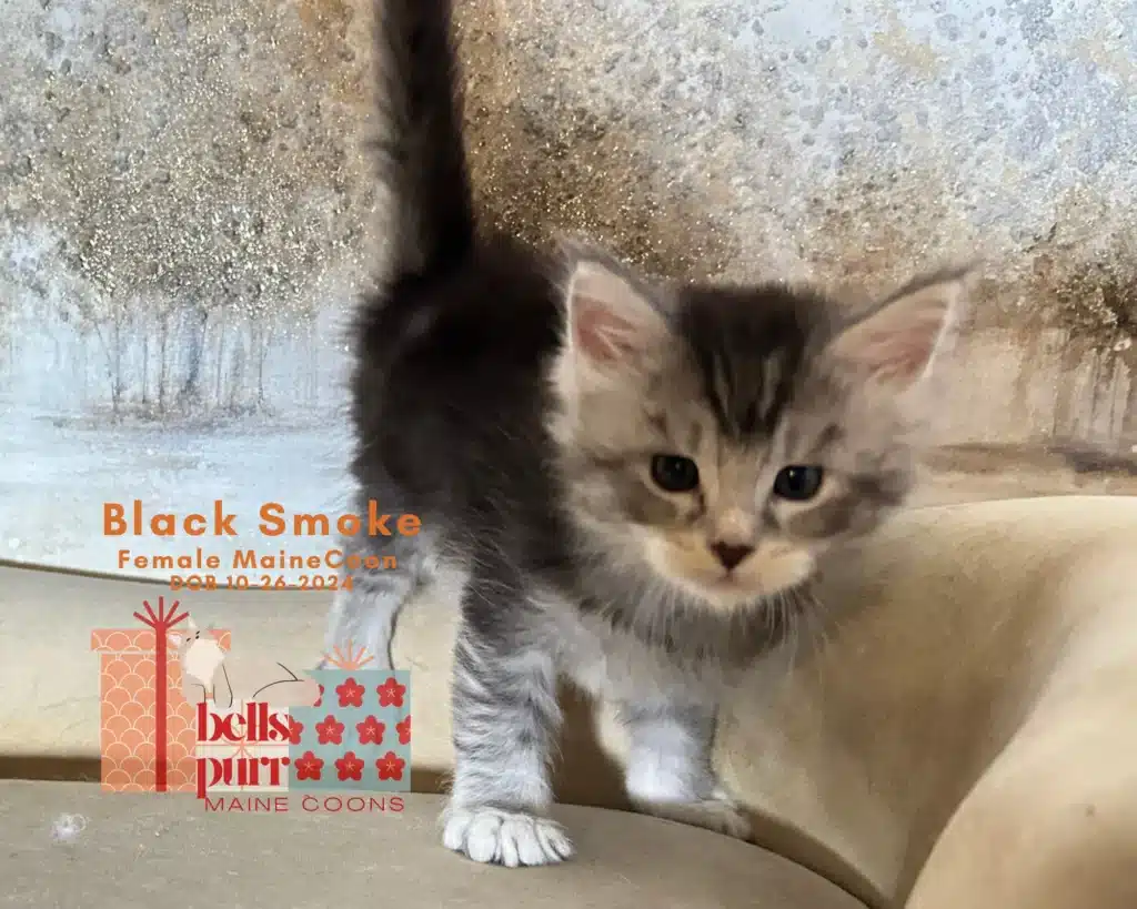 Black Smoke Female Maine Coon Kitten in Texas