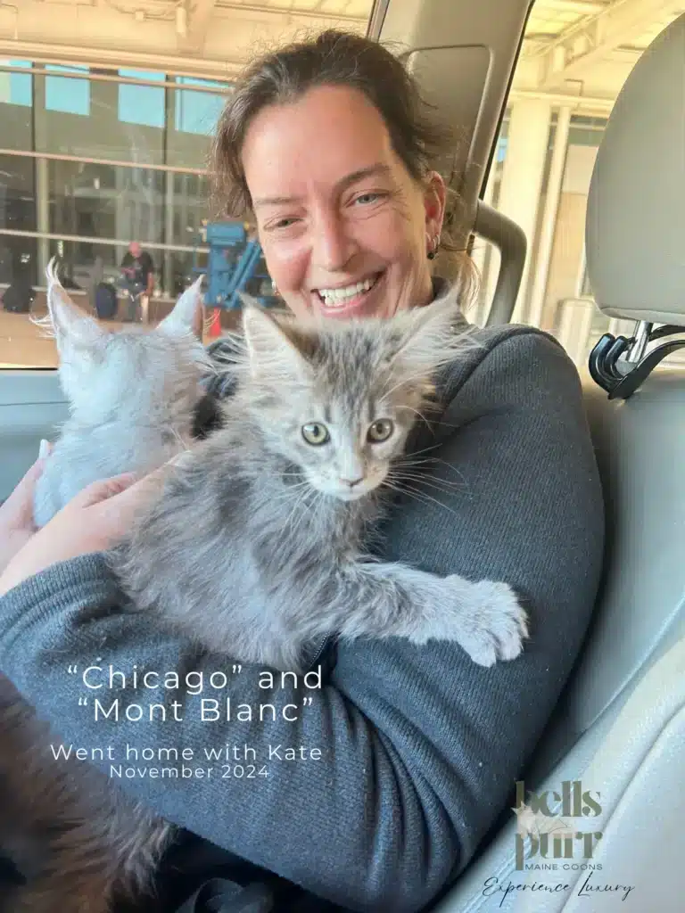 Bellspurr Chicago  European  Maine Coon Cat Kittens Delivery