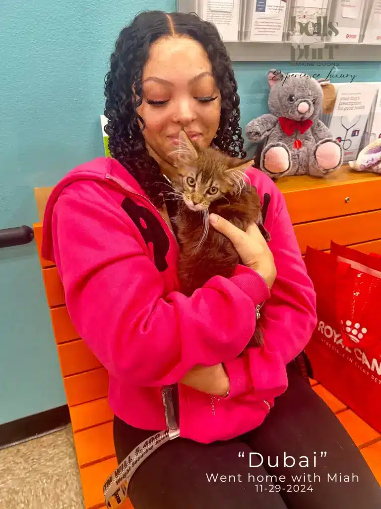 Dubai European  Maine Coon Kittens Delivery