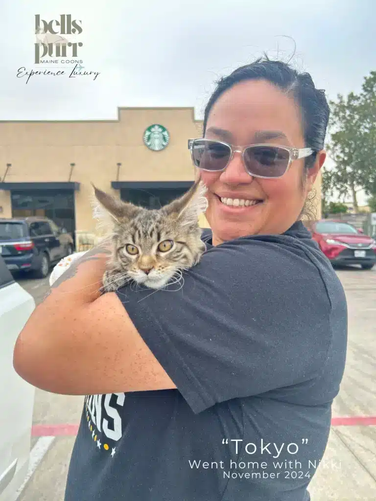 Tokyo  European  Maine Coon Kitten Delivery