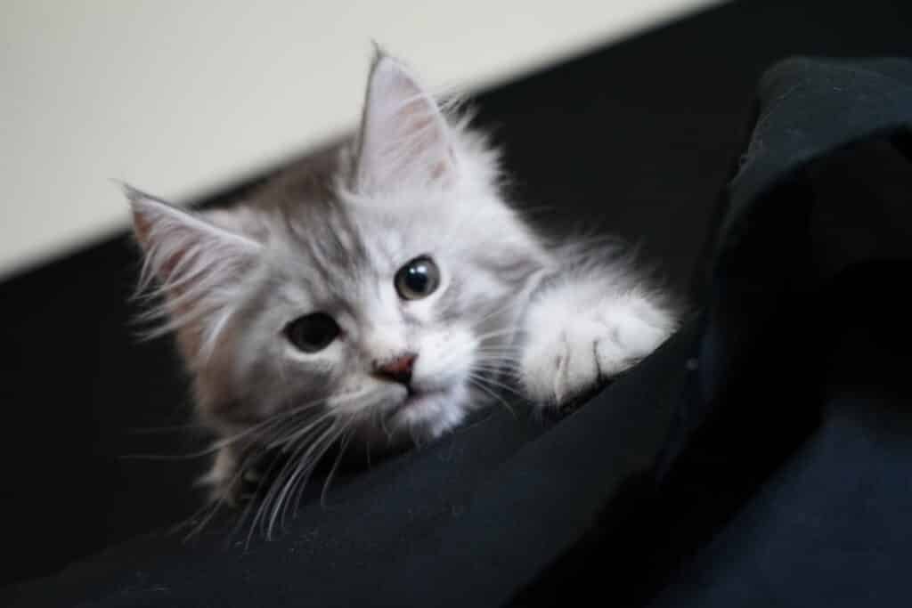 Managing Maine Coon Cat Nutrition