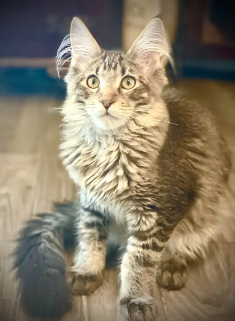 Black Gold Tabby Maine Coon Kittens for Sale