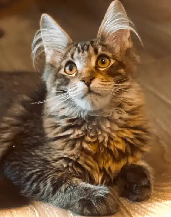 Black Gold Tabby Maine Coon Kittens for sale