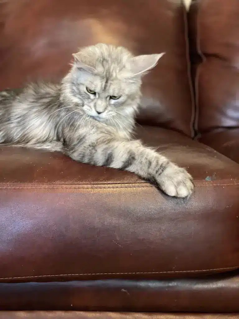 Black Silver Tabby Maine Coon Kittens for sale