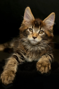 Black Golden Tabby Maine Coon kitten with warm copper tones and traditional tabby markings.