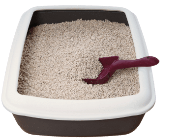Clean Potty Tray for Maine Coon Kittens for Sale