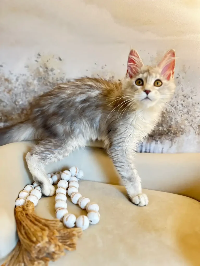 Silver Maine Coon Kittens for Sale