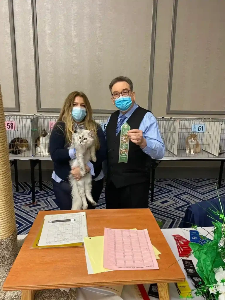 Best maine coon breeders in texas