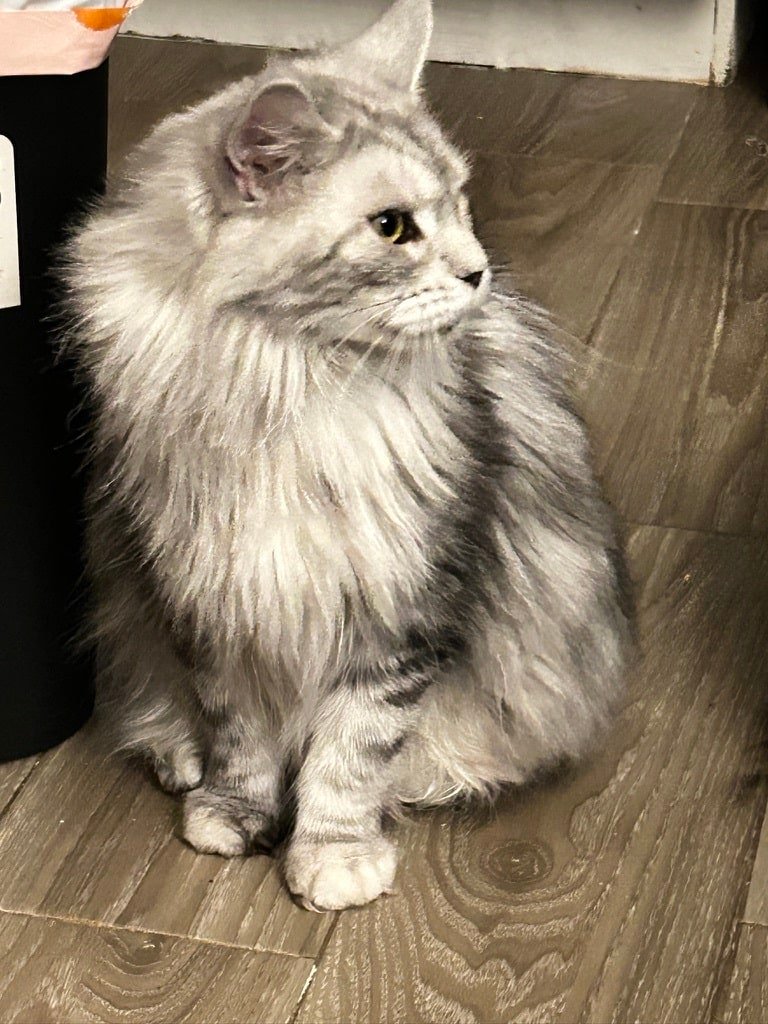 Black Silver Tabby Maine Coon Kittens for sale