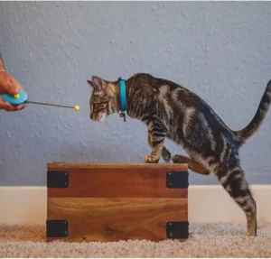 CAT SCHOOL Clicker Training Kit - 1 Target Stick