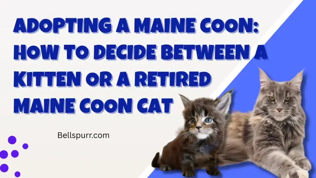 Adopting a Maine Coon: How to Decide Between a Kitten or a Retired Maine Coon Cat