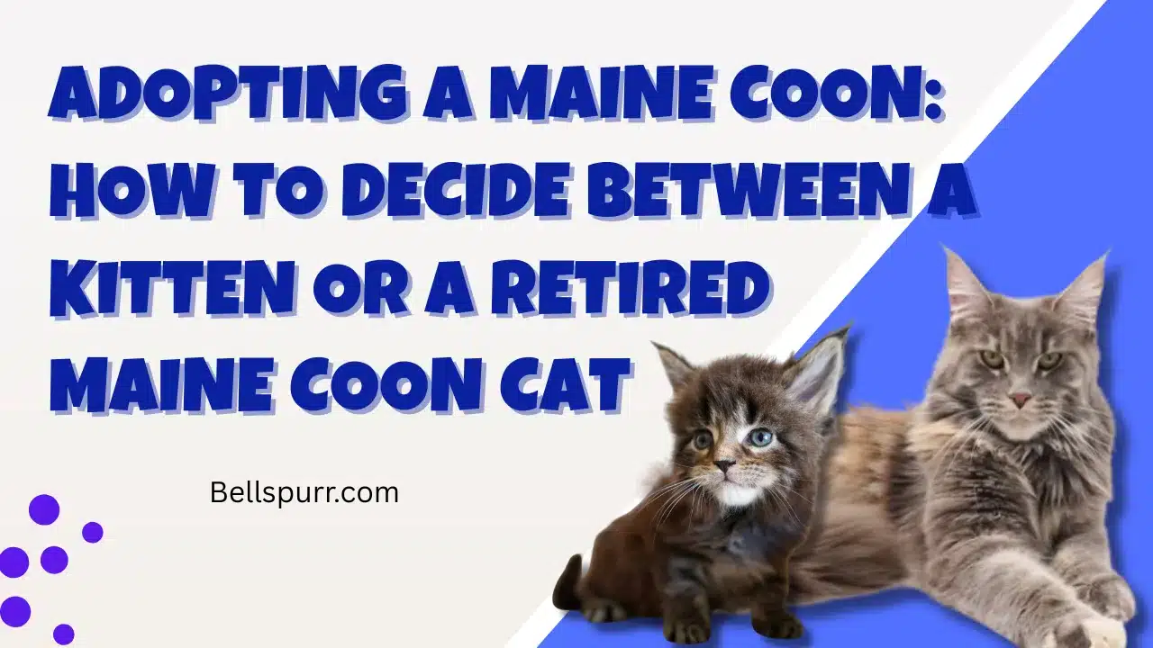 Adopting a Maine Coon How to Decide Between a Kitten or a Retired Maine Coon Cat