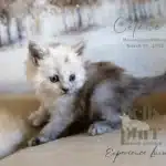 Black Silver Shaded - Blue Silver Shaded