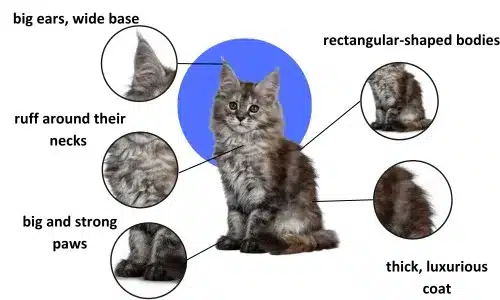 Distinctive Features of Maine Coons Bellspur
