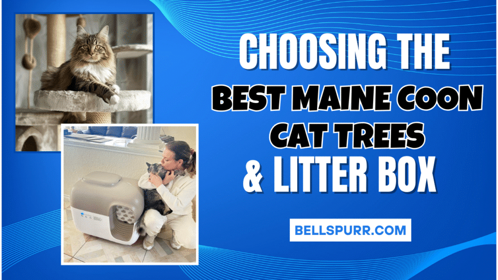 Choosing the Best maine Coon Cat Trees & Litter Box for Maine Coons