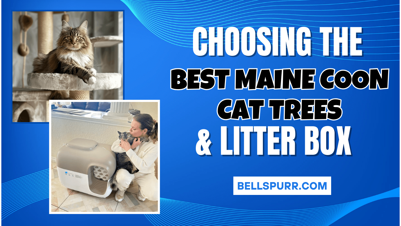 Choosing the Best Maine Coon Cat Trees  Litter Box for Maine Coons